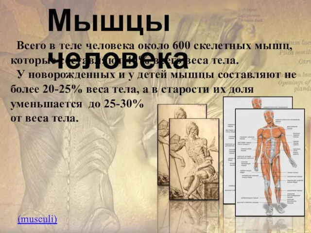 Мышцы человека Всего в теле человека около 600 скелетных мышц, которые составляют