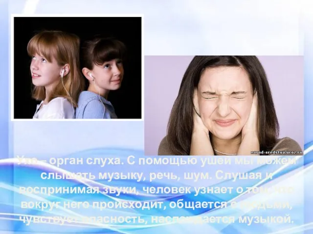 Ухо – орган слуха. С помощью ушей мы можем слышать музыку, речь,