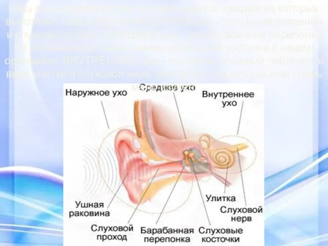 Наш орган слуха состоит из трех отделов, каждый из которых выполняет свою