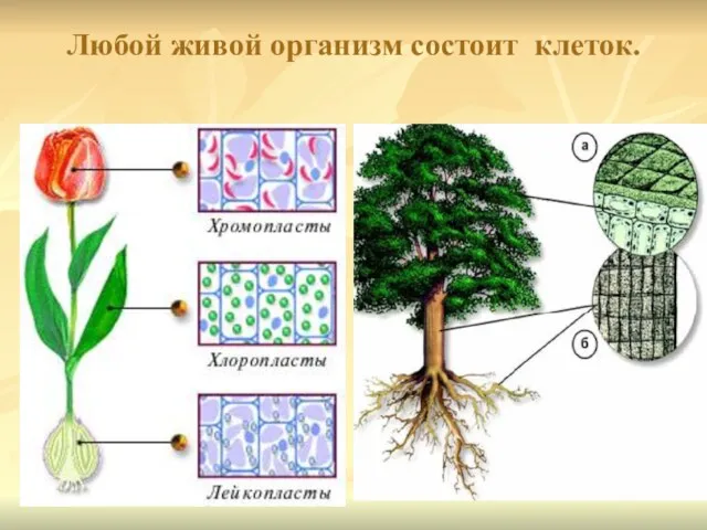 Любой живой организм состоит клеток.