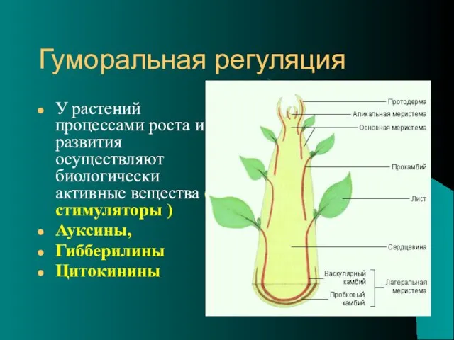 Гуморальная регуляция У растений процессами роста и развития осуществляют биологически активные вещества