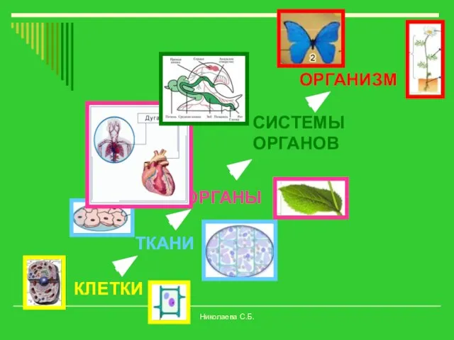 КЛЕТКИ ТКАНИ ОРГАНЫ СИСТЕМЫ ОРГАНОВ ОРГАНИЗМ Николаева С.Б.