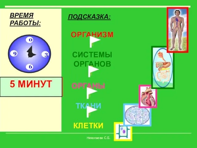 КЛЕТКИ ТКАНИ ОРГАНЫ СИСТЕМЫ ОРГАНОВ ОРГАНИЗМ ПОДСКАЗКА: ВРЕМЯ РАБОТЫ: Время!!! 10 СЕКУНД