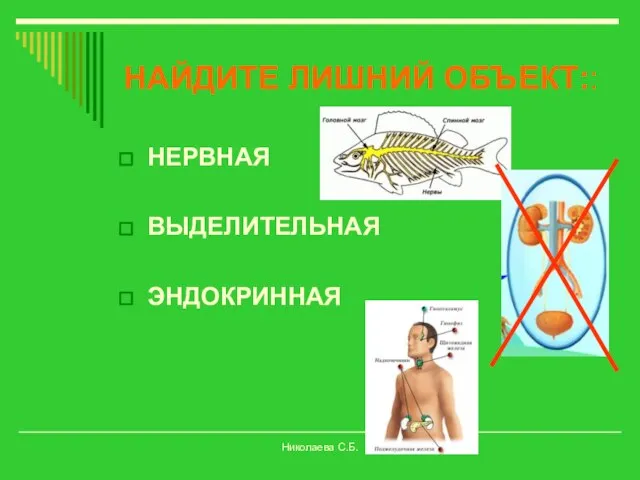 НЕРВНАЯ ВЫДЕЛИТЕЛЬНАЯ ЭНДОКРИННАЯ НАЙДИТЕ ЛИШНИЙ ОБЪЕКТ:: Николаева С.Б.