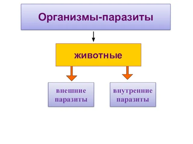 Организмы-паразиты внешние паразиты внутренние паразиты животные