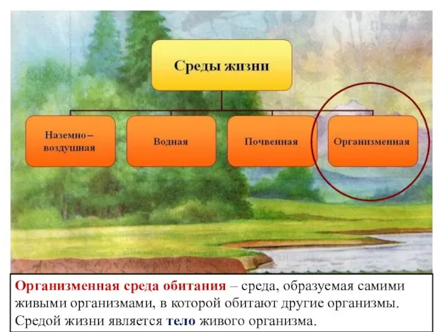 Организменная среда обитания – среда, образуемая самими живыми организмами, в которой обитают