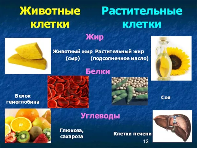 Животные клетки Растительные клетки Жир Растительный жир (подсолнечное масло) Животный жир (сыр)