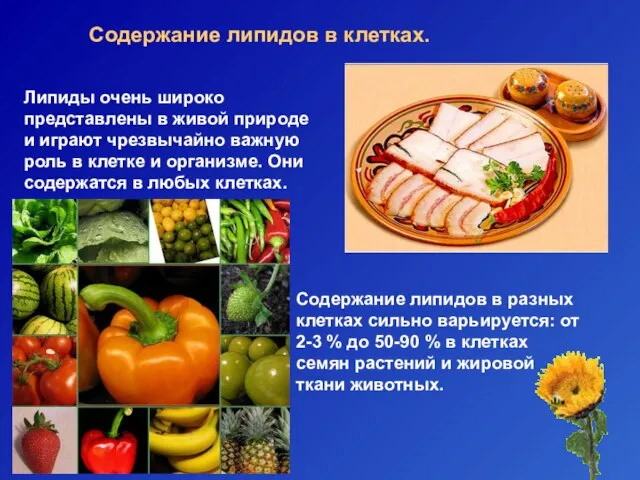 Содержание липидов в клетках. Липиды очень широко представлены в живой природе и