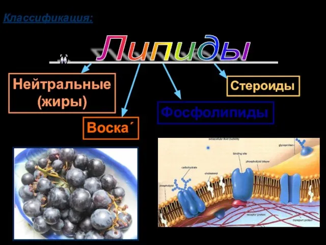 Классификация: Нейтральные (жиры) Воска΄ Стероиды Фосфолипиды Липиды