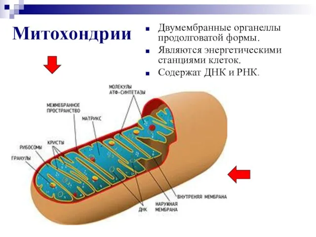 Митохондрии Двумембранные органеллы продолговатой формы. Являются энергетическими станциями клеток. Содержат ДНК и РНК.