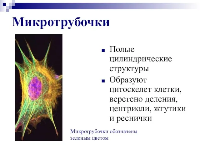Микротрубочки Полые цилиндрические структуры Образуют цитоскелет клетки, веретено деления, центриоли, жгутики и