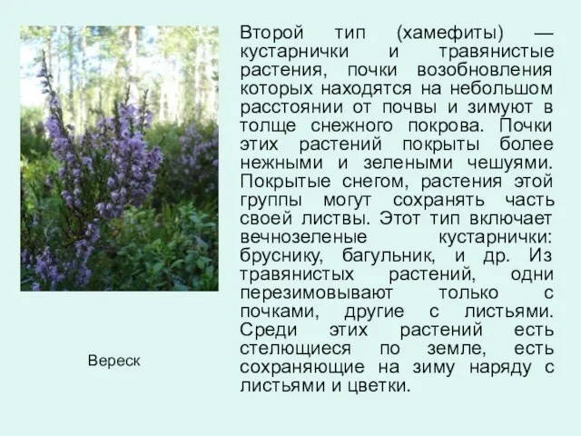 Второй тип (хамефиты) —кустарнички и травянистые растения, почки возобновления которых находятся на