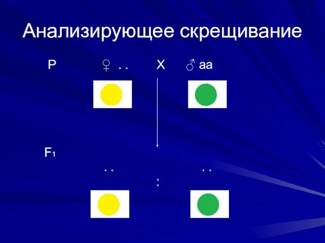 Анализирующее скрещивание Р ♀ . . Х ♂ аа F1 . . . . :