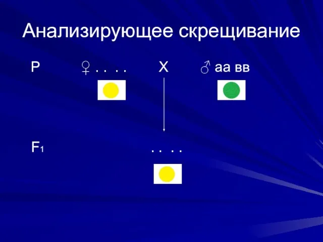 Анализирующее скрещивание Р ♀ . . . . Х ♂ аа вв