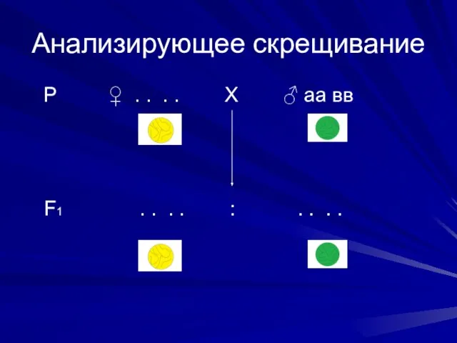 Анализирующее скрещивание Р ♀ . . . . Х ♂ аа вв