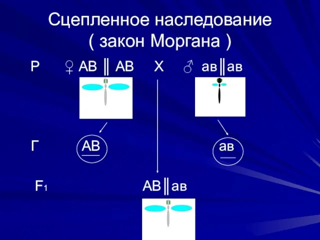 Сцепленное наследование ( закон Моргана ) Р ♀ АВ ║ АВ Х