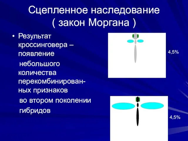 Сцепленное наследование ( закон Моргана ) Результат кроссинговера – появление небольшого количества