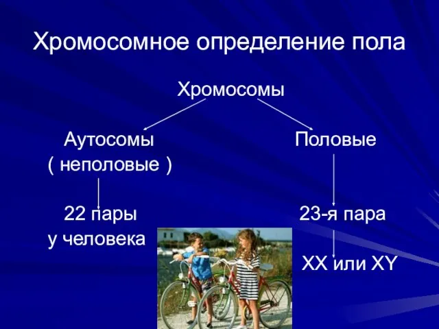 Хромосомное определение пола Хромосомы Аутосомы Половые ( неполовые ) 22 пары 23-я