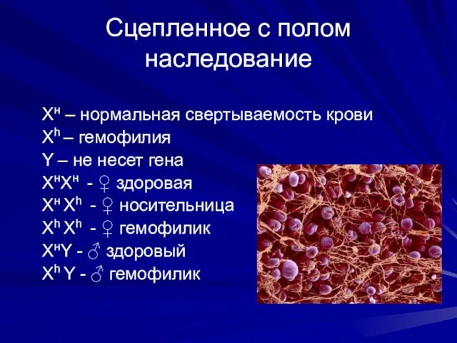 Сцепленное с полом наследование Хн – нормальная свертываемость крови Хh – гемофилия