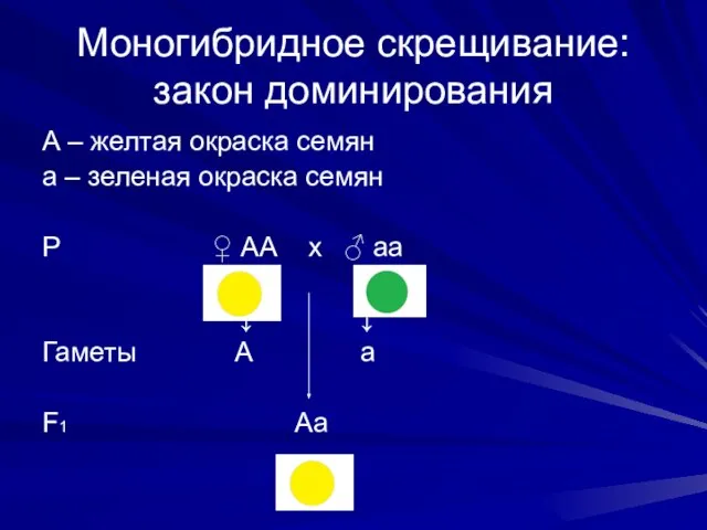 Моногибридное скрещивание: закон доминирования А – желтая окраска семян а – зеленая