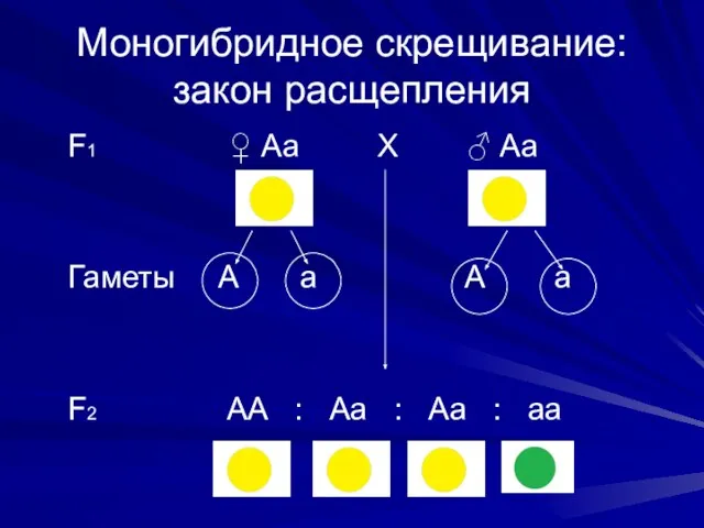 Моногибридное скрещивание: закон расщепления F1 ♀ Аа Х ♂ Аа Гаметы А