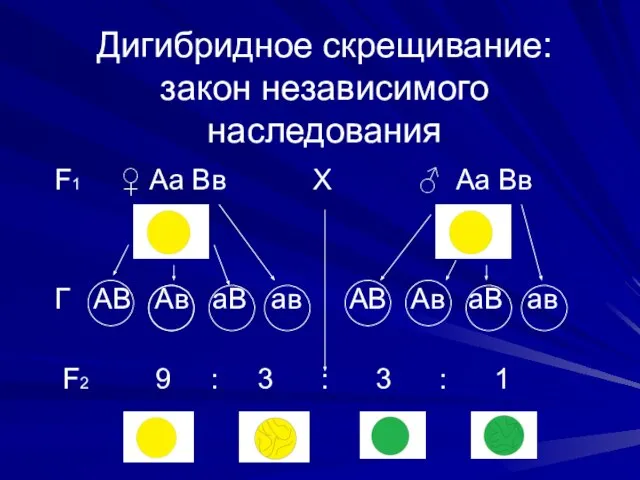 Дигибридное скрещивание: закон независимого наследования F1 ♀ Аа Вв Х ♂ Аа