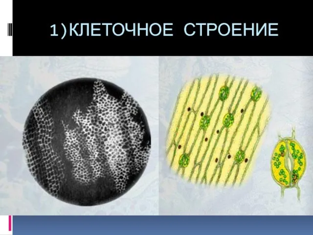 1)КЛЕТОЧНОЕ СТРОЕНИЕ