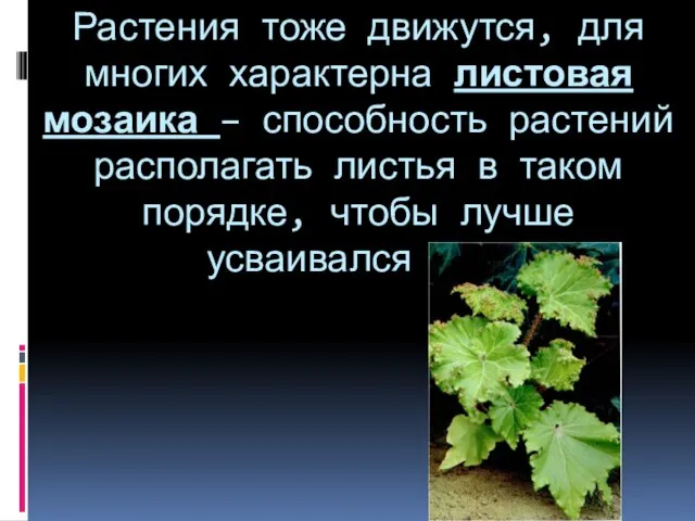 Растения тоже движутся, для многих характерна листовая мозаика – способность растений располагать