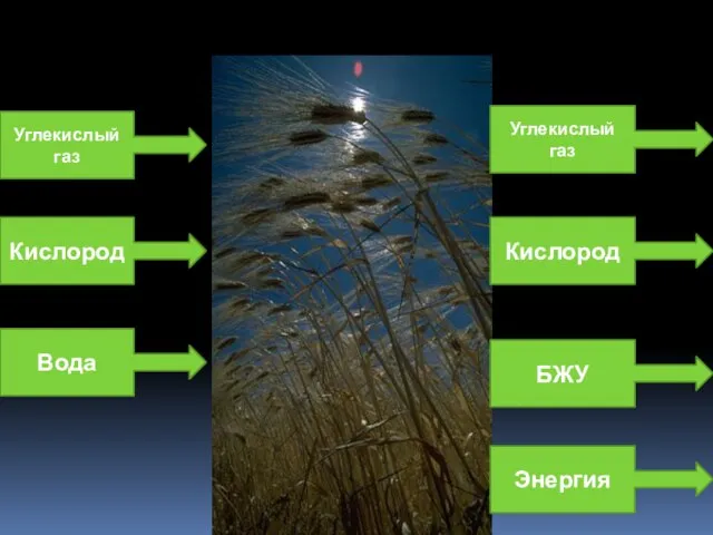 Углекислый газ Кислород Вода БЖУ Углекислый газ Кислород Энергия