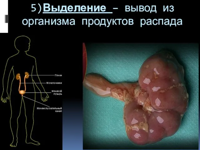 5)Выделение – вывод из организма продуктов распада