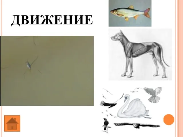 ДВИЖЕНИЕ