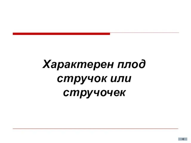 Характерен плод стручок или стручочек