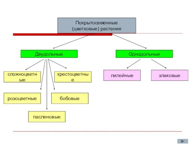 Покрытосеменные (цветковые) растения Двудольные Однодольные сложноцветные пасленовые розоцветные бобовые крестоцветные лилейные злаковые