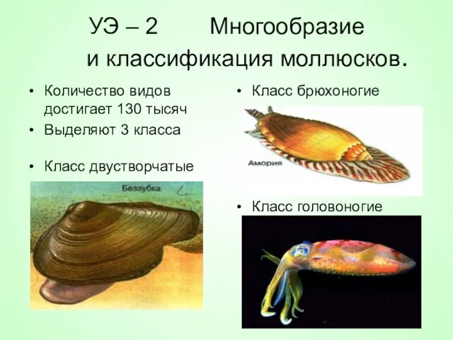 УЭ – 2 Многообразие и классификация моллюсков. Количество видов достигает 130 тысяч