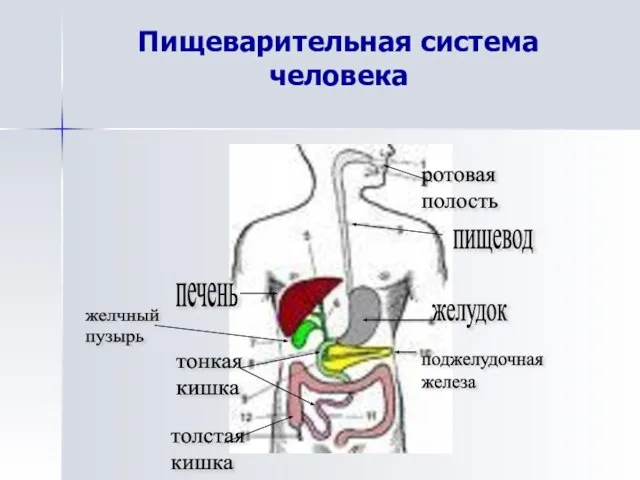 Пищеварительная система человека ротовая полость пищевод желудок печень тонкая кишка толстая кишка поджелудочная железа желчный пузырь