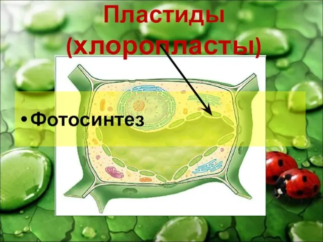 Пластиды (хлоропласты) Фотосинтез