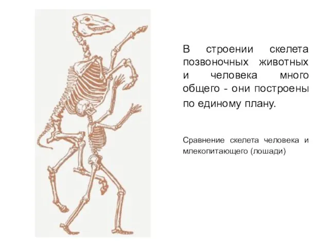 В строении скелета позвоночных животных и человека много общего - они построены