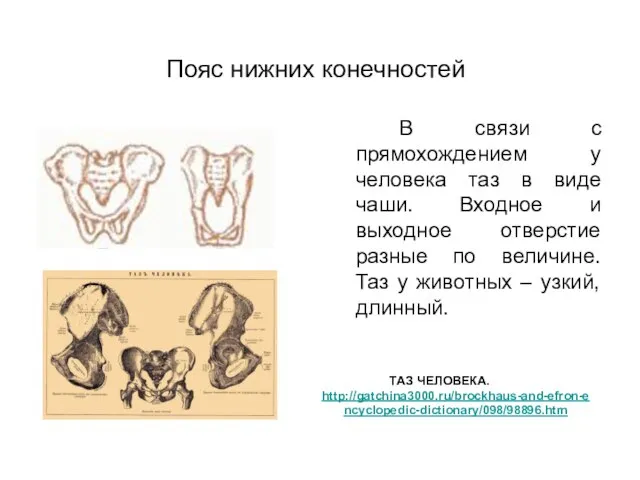 Пояс нижних конечностей В связи с прямохождением у человека таз в виде