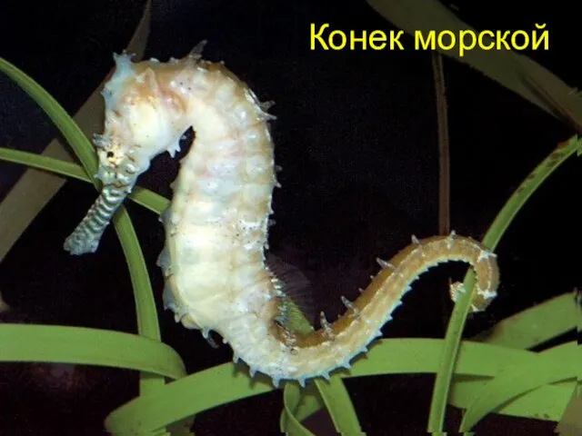 Конек морской