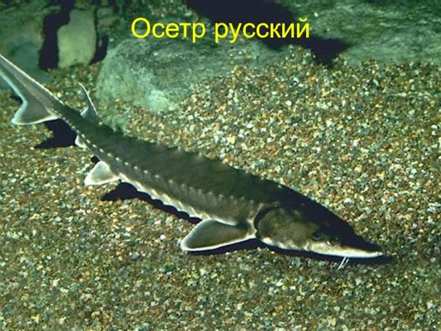 Осетр русский