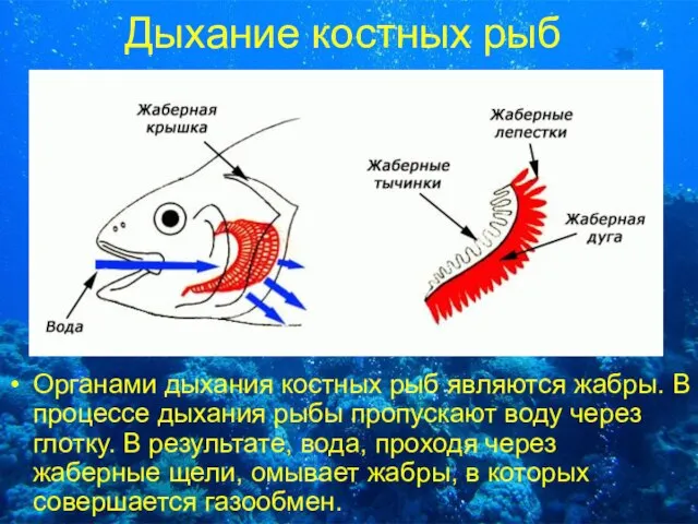 Дыхание костных рыб Органами дыхания костных рыб являются жабры. В процессе дыхания