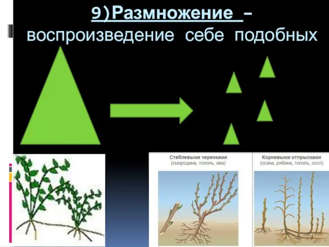 9)Размножение – воспроизведение себе подобных