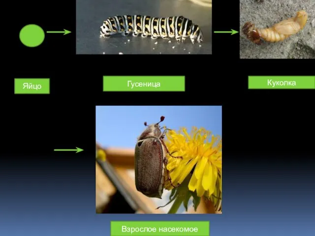 Яйцо Гусеница Куколка Взрослое насекомое