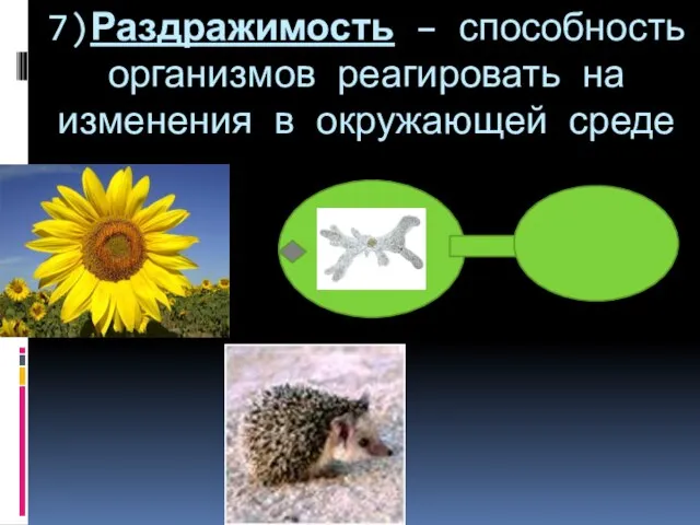 7)Раздражимость – способность организмов реагировать на изменения в окружающей среде