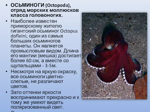 ОСЬМИНОГИ (Octopoda), отряд морских моллюсков класса головоногих. Наиболее известен приморскому жителю гигантский