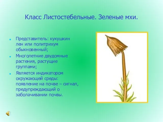 Класс Листостебельные. Зеленые мхи. Представитель: кукушкин лен или политрихум обыкновенный; Многолетние двудомные