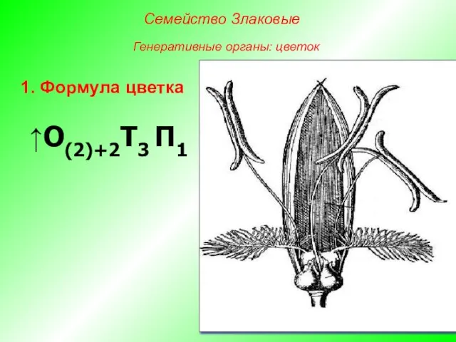 ↑О(2)+2Т3 П1 1. Формула цветка Семейство Злаковые Генеративные органы: цветок