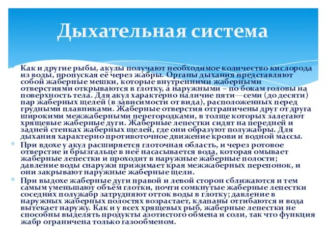 Как и другие рыбы, акулы получают необходимое количество кислорода из воды, пропуская