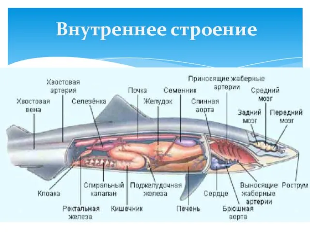 Внутреннее строение