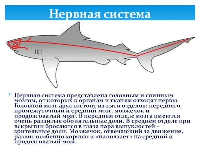 Нервная система представлена головным и спинным мозгом, от которых к органам и